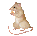 mice004.gif